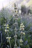 Phlomoides labiosa