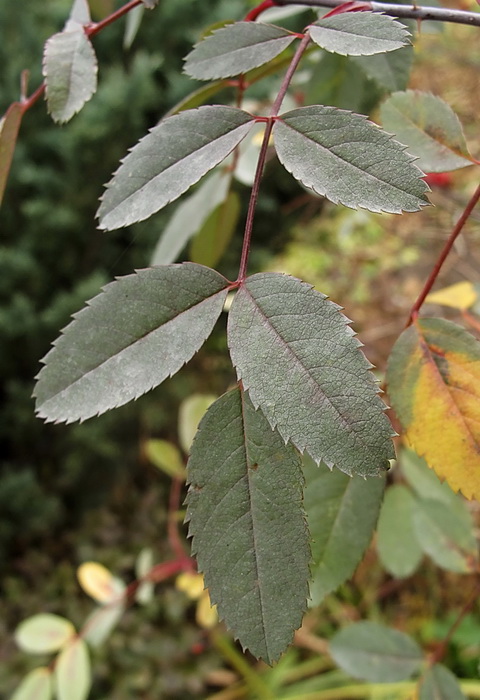 Image of Rosa glauca specimen.