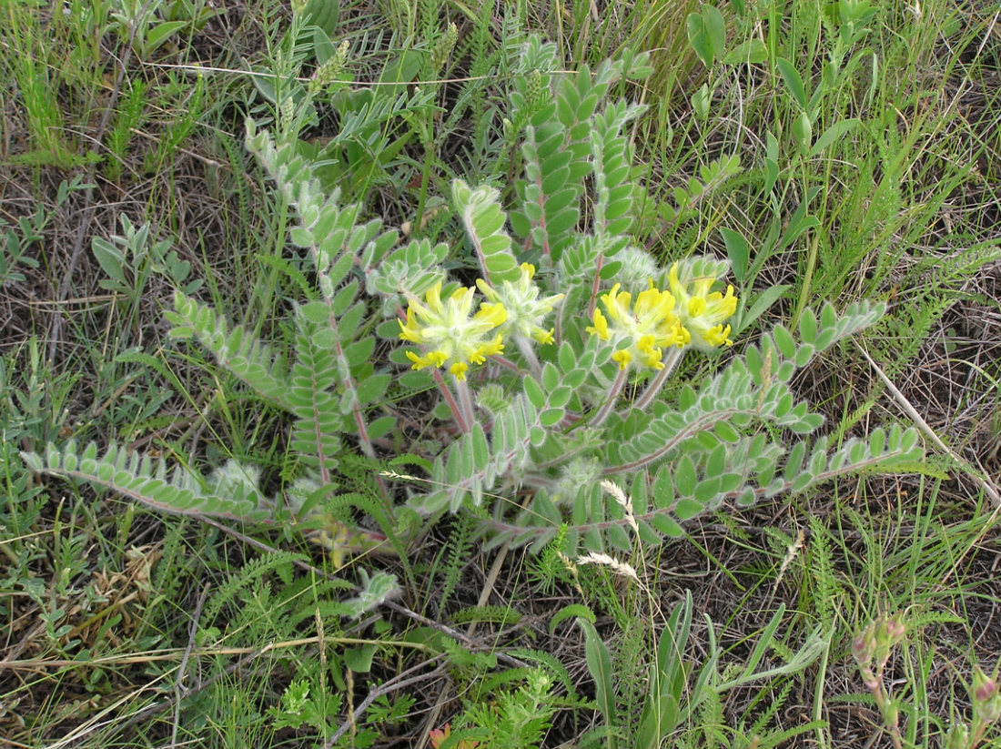 Image of Astragalus dasyanthus specimen.