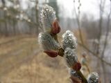 Salix caprea. Побег с распускающимися соцветиями и не опавшими почечными чешуйками. Московская обл., Раменский р-н, окрестности д. Хрипань, просека под ЛЭП. 15.04.2005.