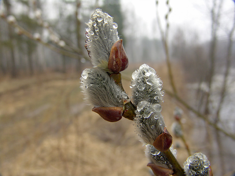 Image of Salix caprea specimen.