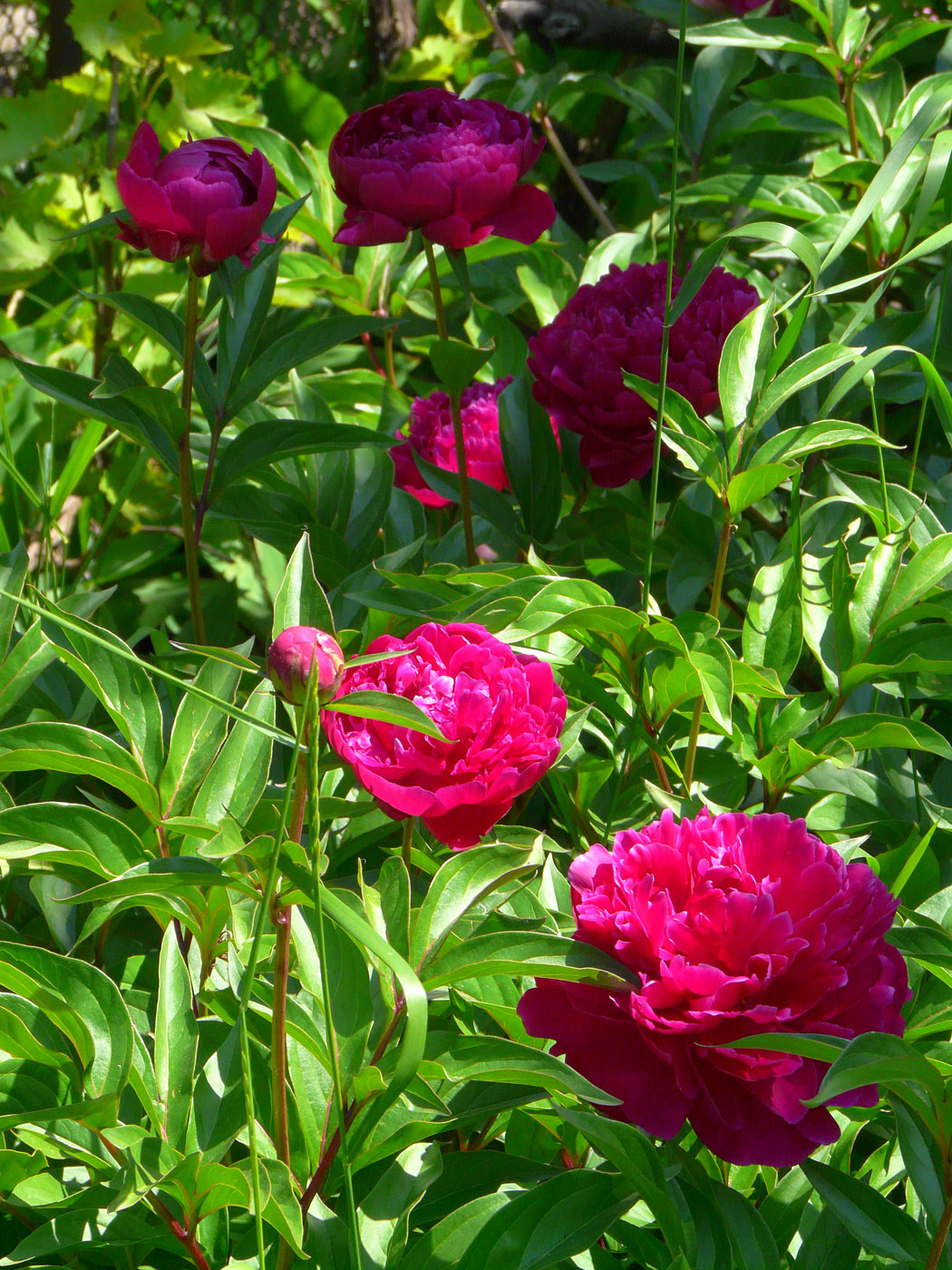 Image of Paeonia lactiflora specimen.