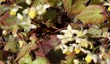 Epimedium × versicolor. Соцветия и листья. Германия, г. Кемпен, в культуре. 12.04.2012.