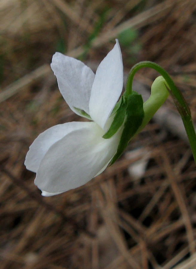 Image of Viola sieheana specimen.