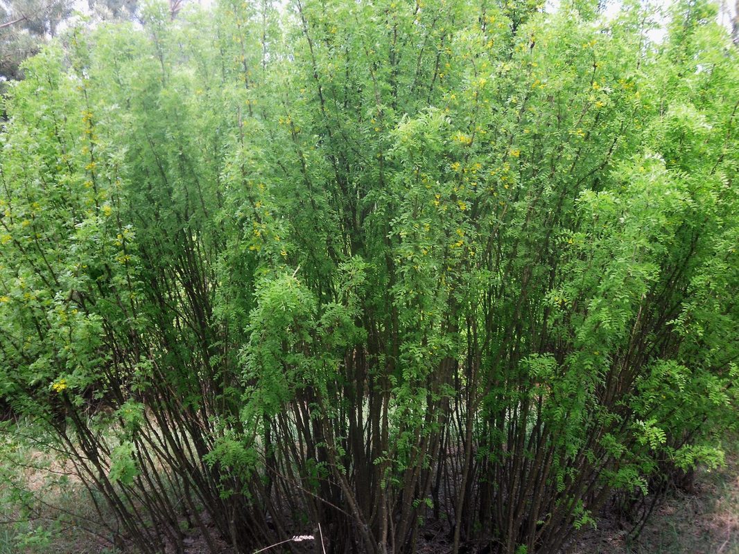 Image of Caragana arborescens specimen.