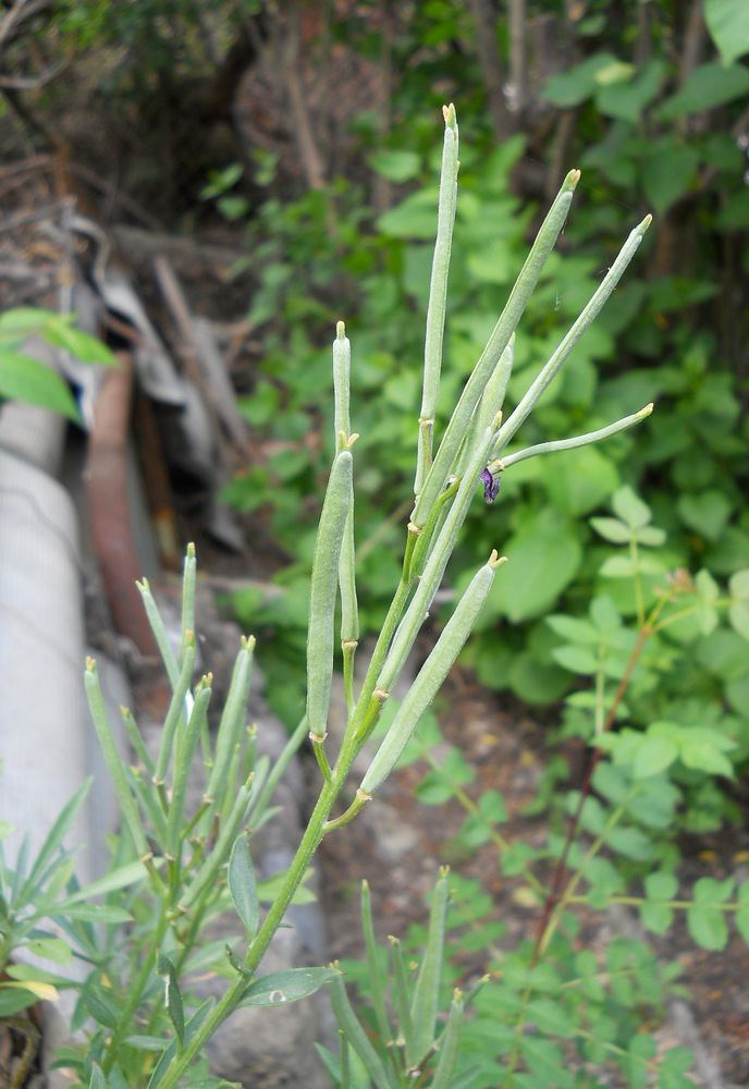 Image of Cheiranthus cheiri specimen.