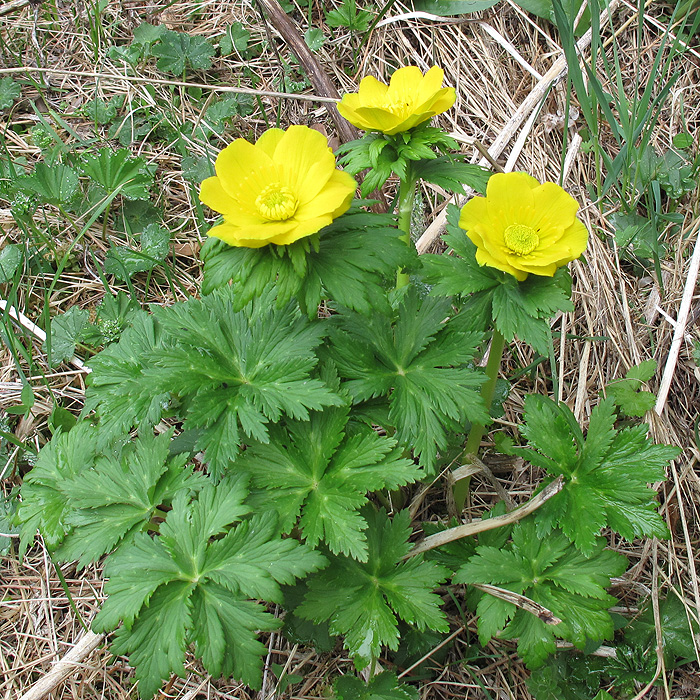 Изображение особи Trollius ranunculinus.