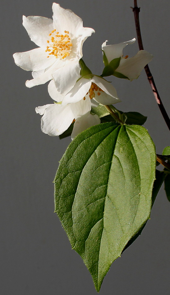 Изображение особи Philadelphus coronarius.