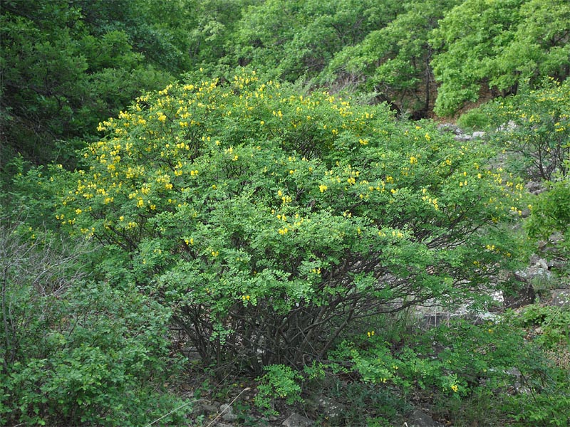 Image of Colutea armena specimen.