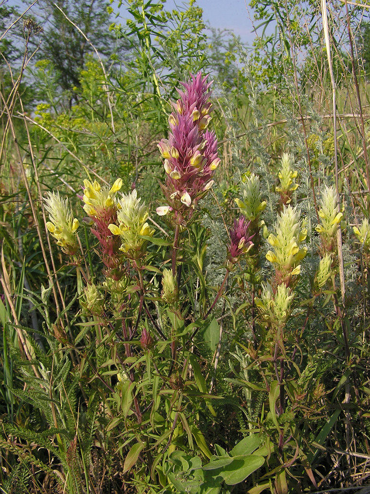 Image of Melampyrum argyrocomum specimen.