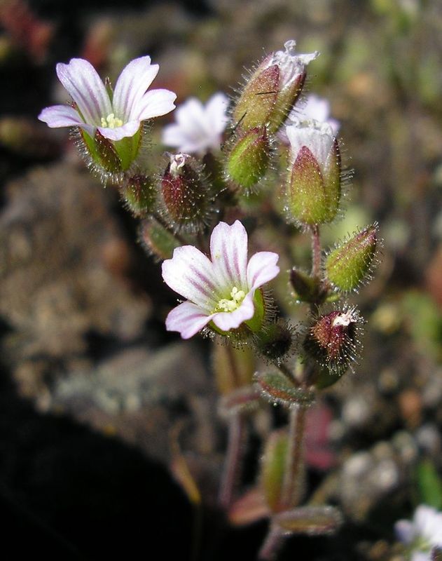 Image of Cerastium pseudobulgaricum specimen.