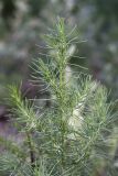 Suaeda altissima. Верхушка вегетирующего растения. Южный Казахстан, правобережье Сыр-Дарьи выше устья Арыси. 27.05.2012.