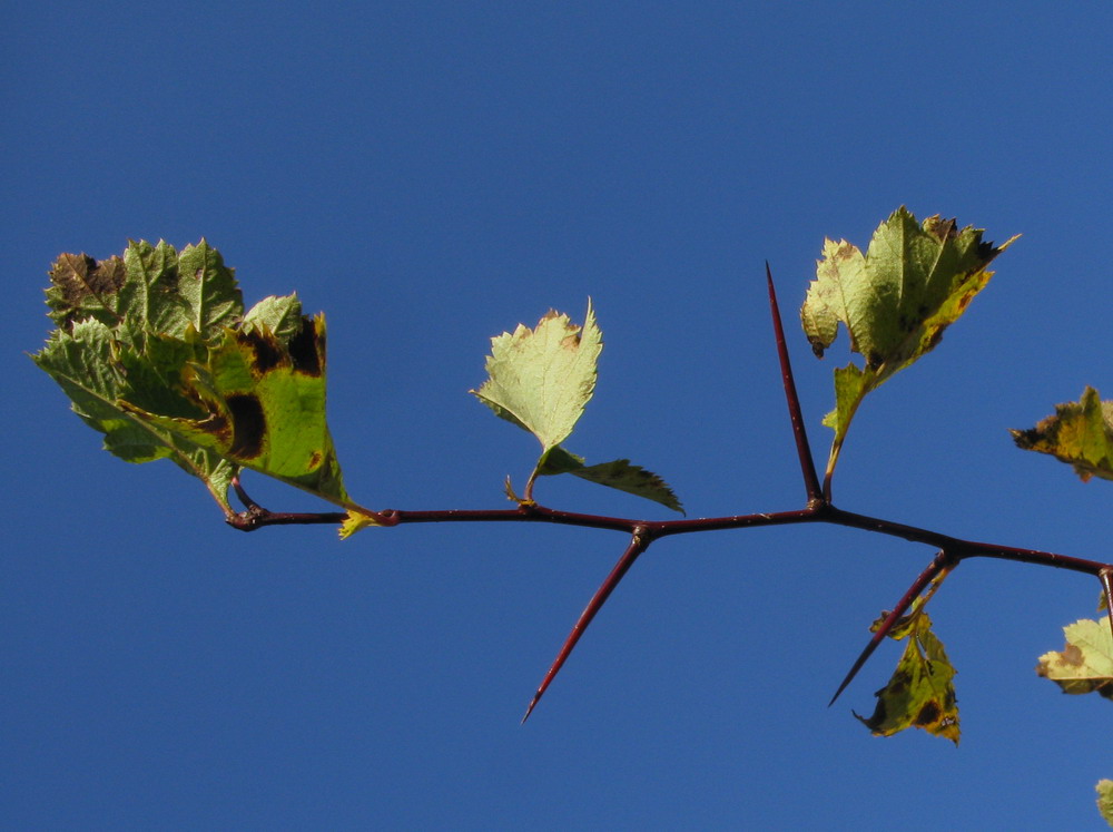 Image of Crataegus chlorocarpa specimen.