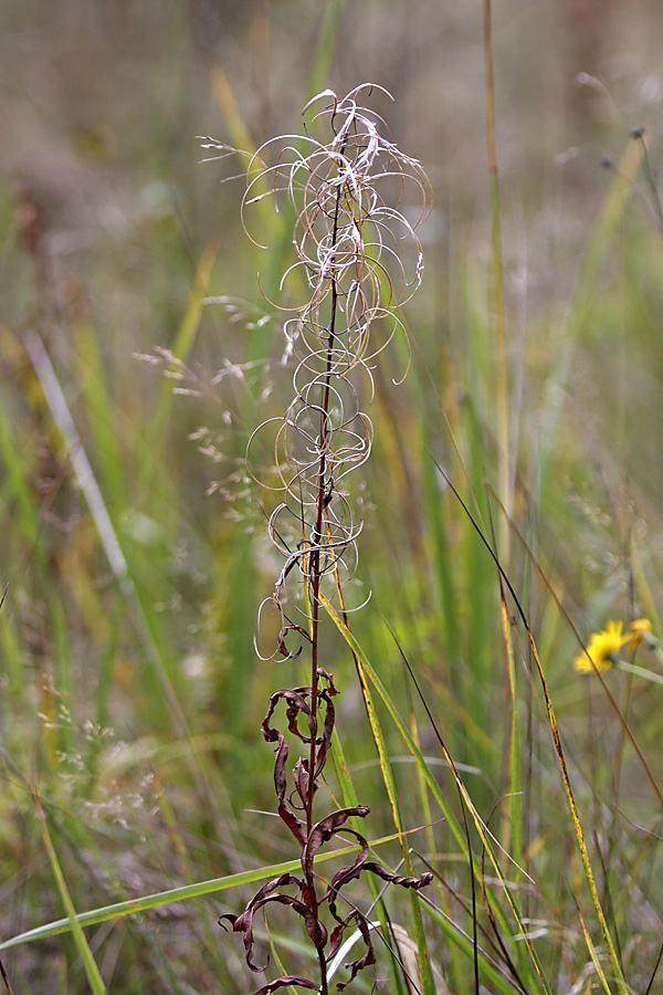 Image of Chamaenerion angustifolium specimen.