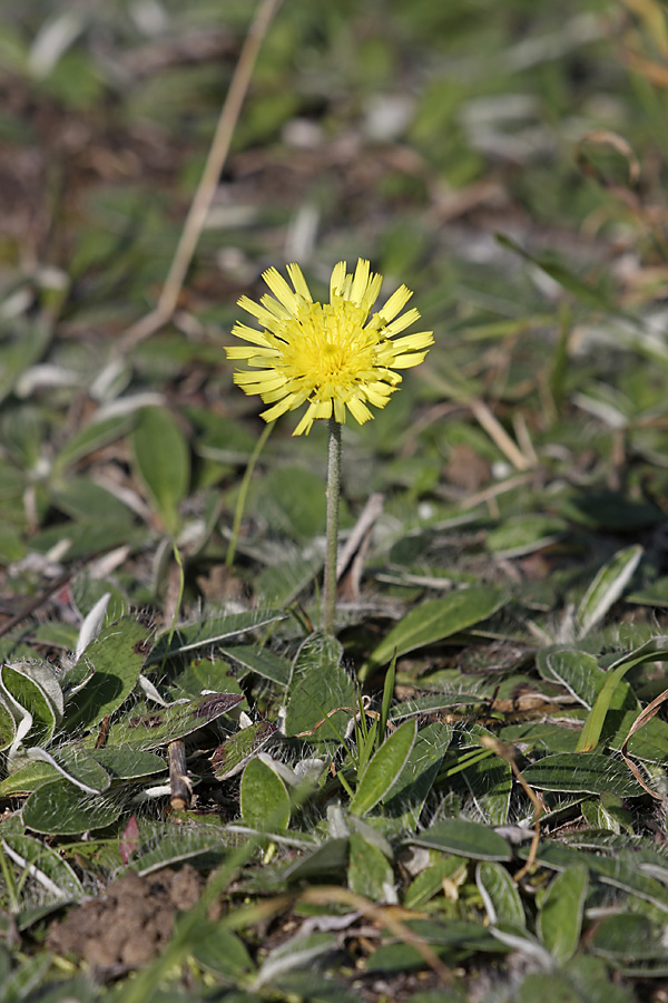 Image of Pilosella officinarum specimen.