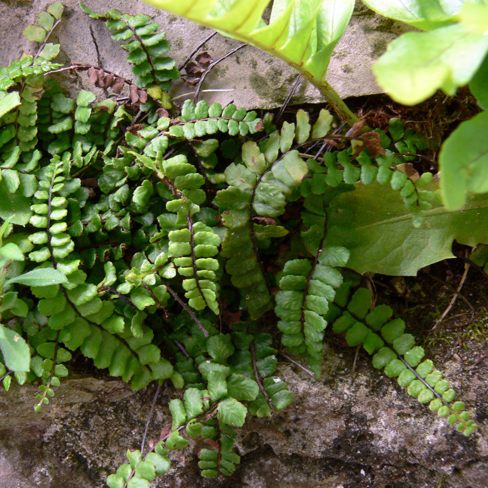 Image of Asplenium trichomanes specimen.