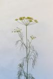 Anethum graveolens