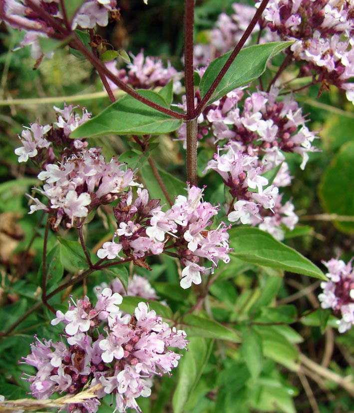 Image of Origanum vulgare specimen.