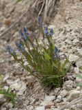 Polygala amarella