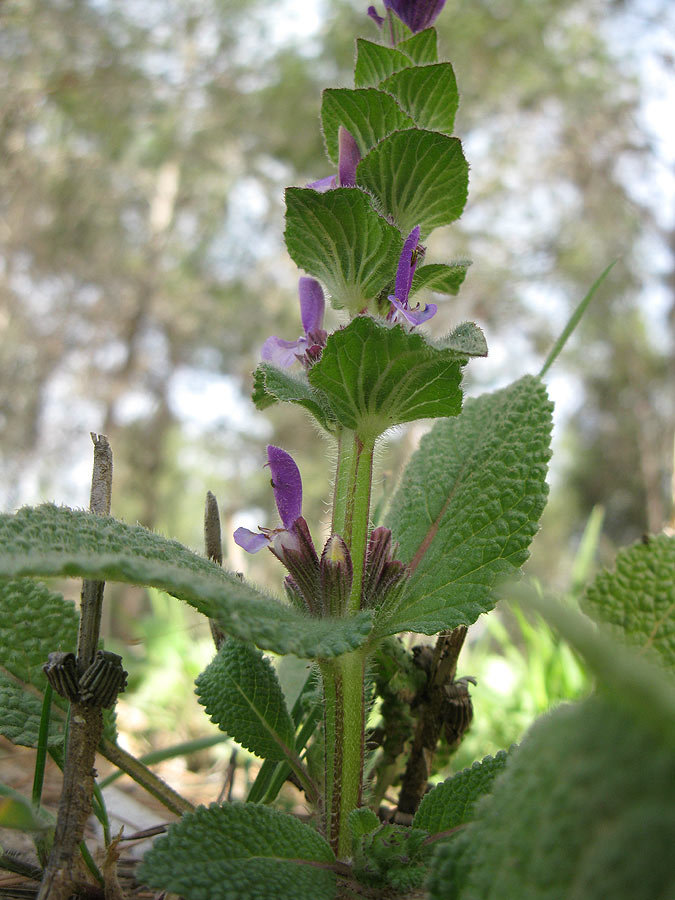 Image of Salvia viridis specimen.