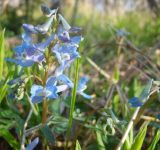 Corydalis ambigua