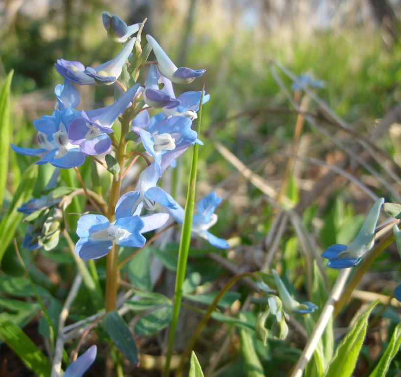 Image of Corydalis ambigua specimen.