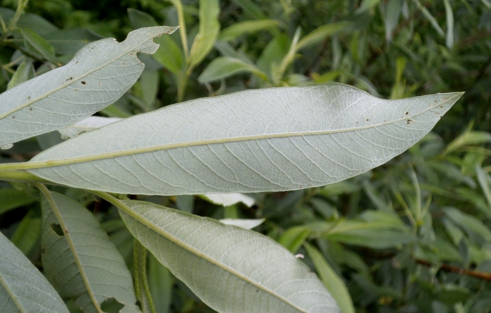 Image of Salix gmelinii specimen.