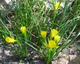 Narcissus bulbocodium