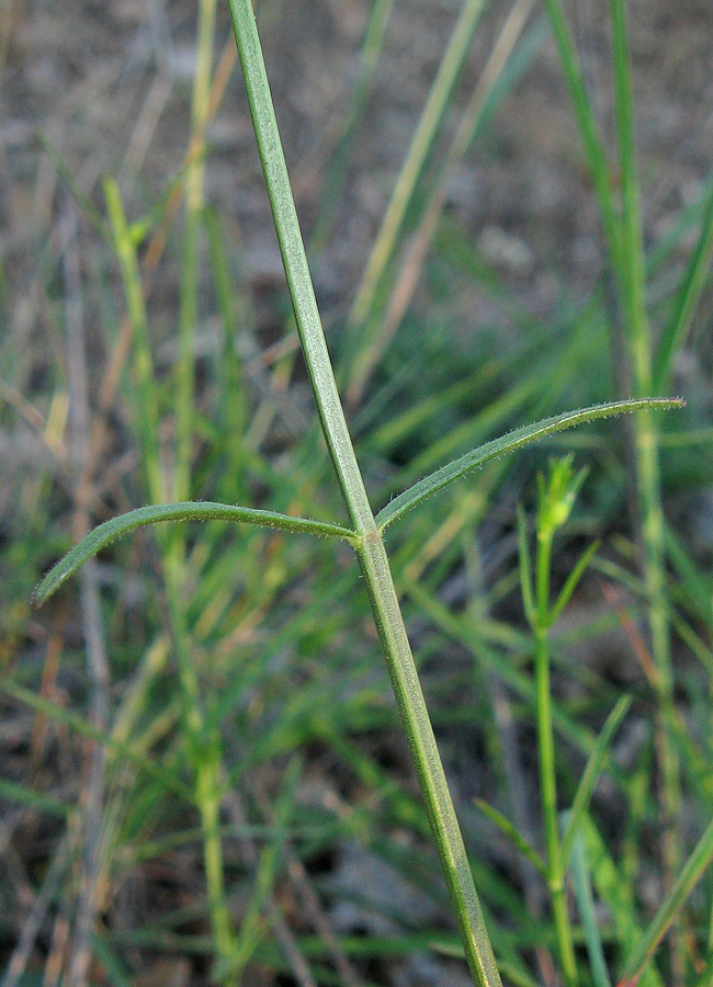 Image of Stachys angustifolia specimen.