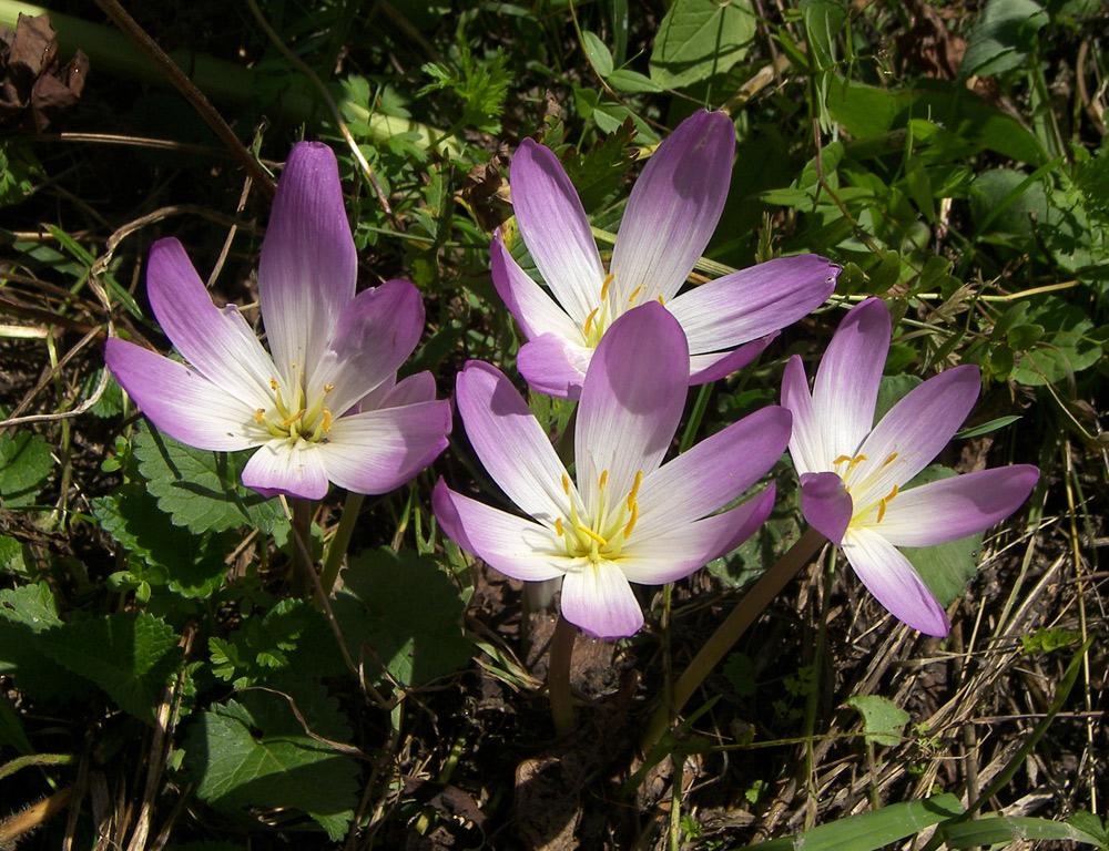 Image of Colchicum speciosum specimen.