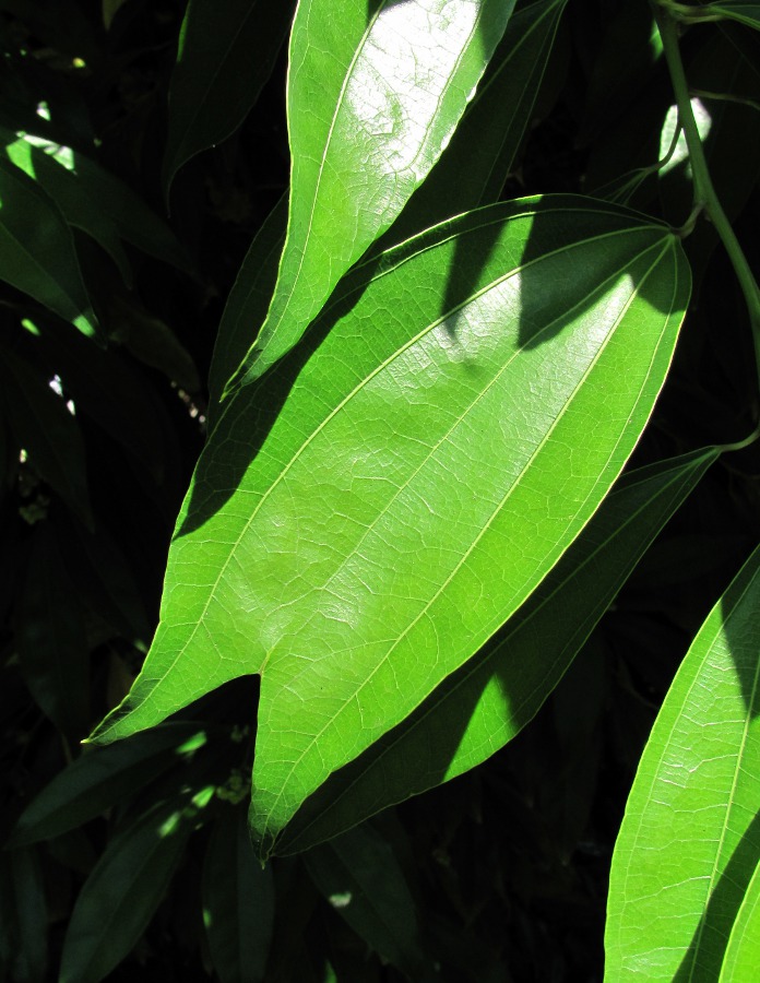 Image of Cocculus laurifolius specimen.