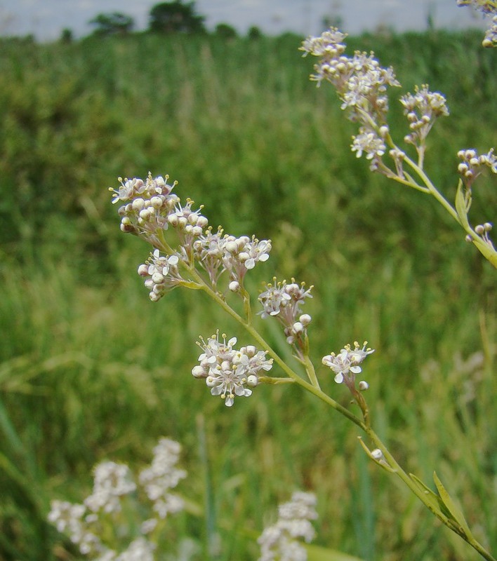 Изображение особи Lepidium latifolium.