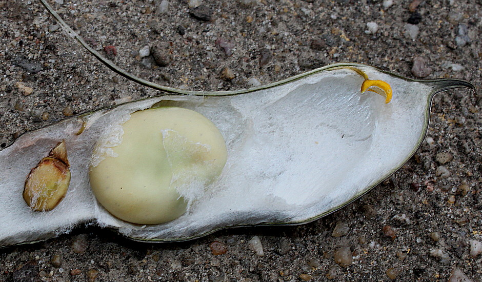 Image of Vicia faba specimen.