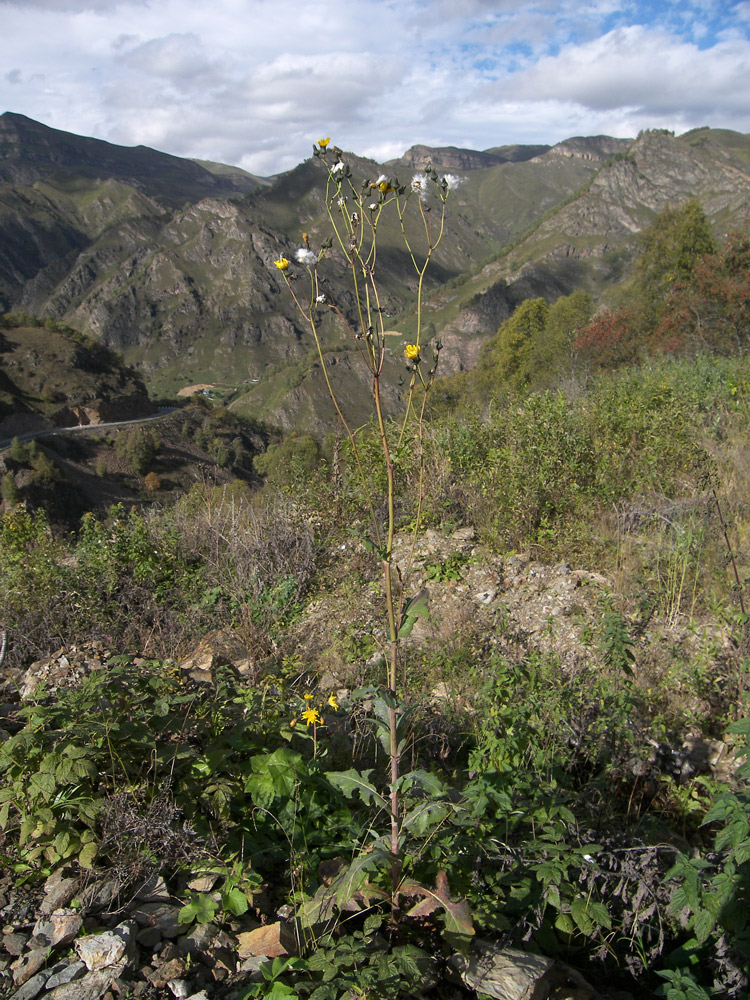 Изображение особи Sonchus arvensis.