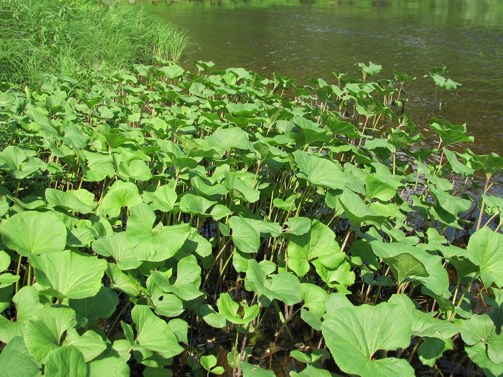 Image of Petasites radiatus specimen.