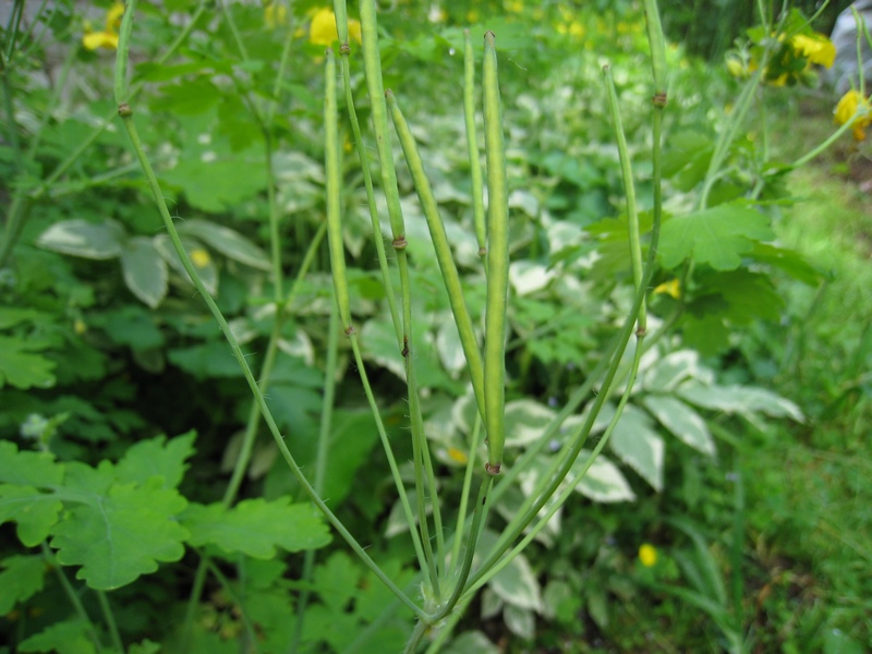 Image of Chelidonium majus specimen.