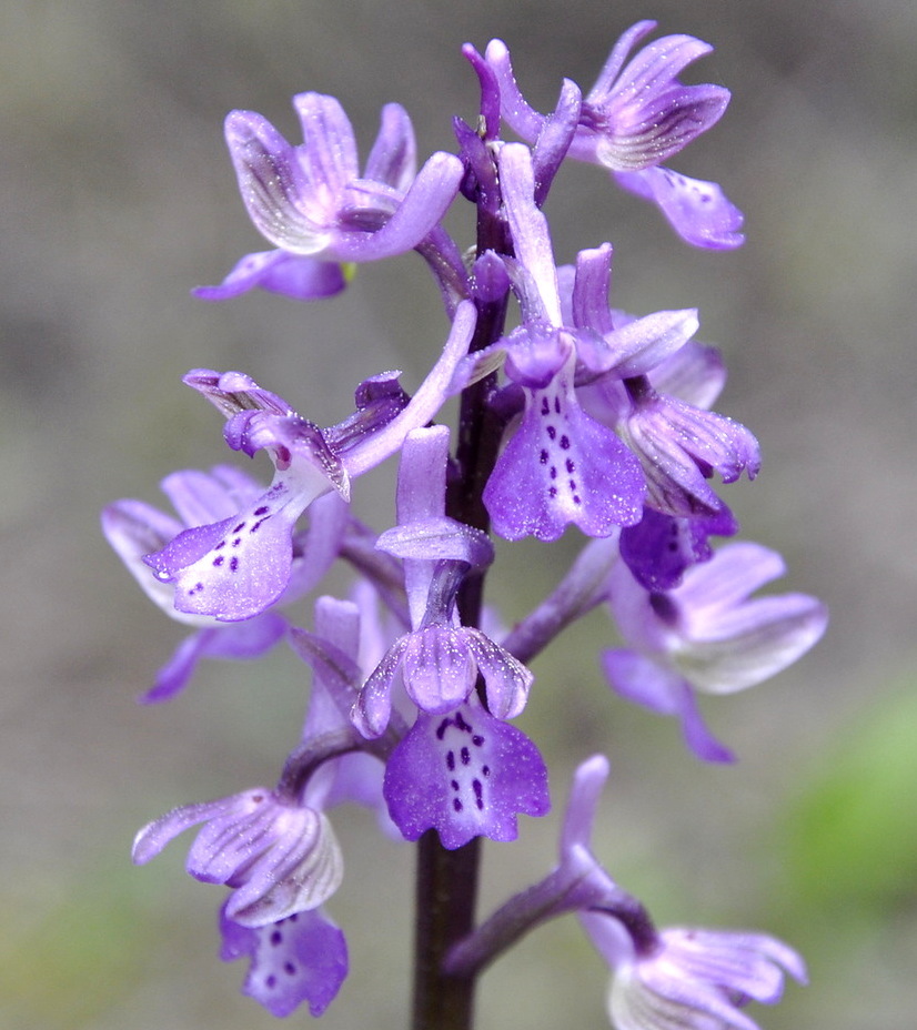 Image of Anacamptis morio ssp. caucasica specimen.