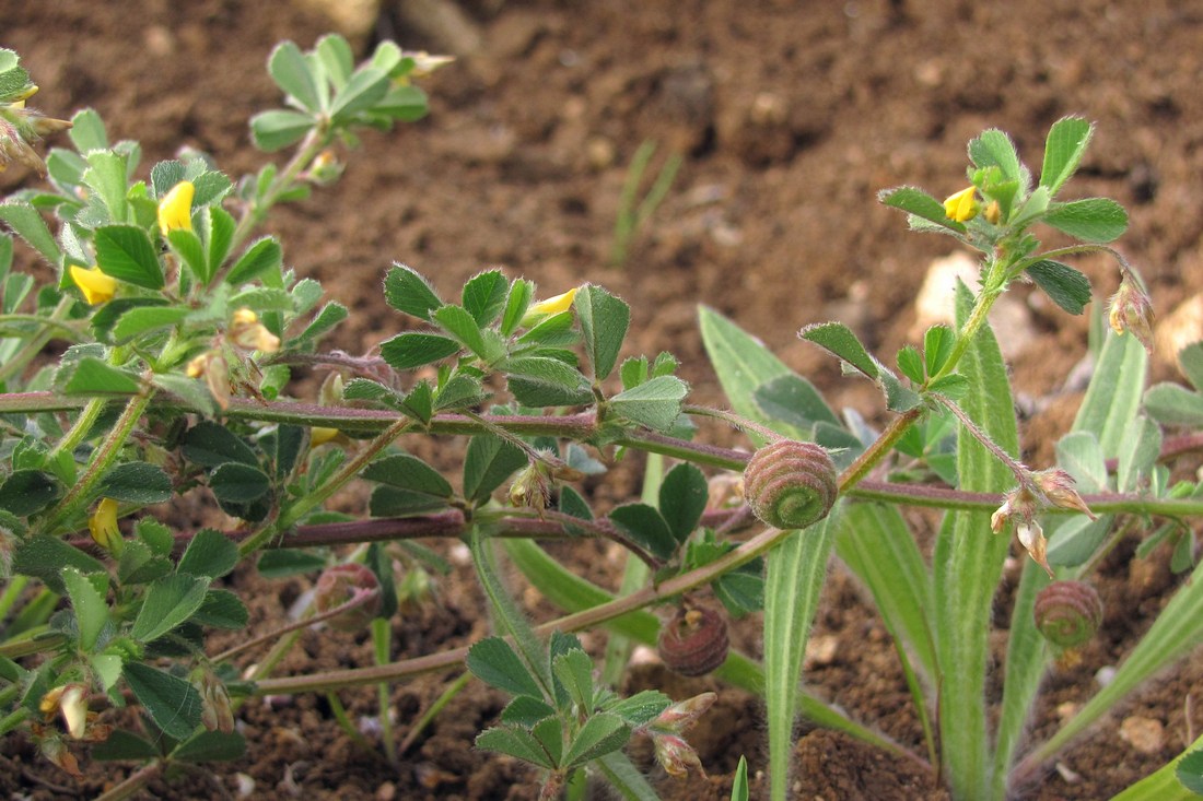 Image of Medicago rigidula specimen.