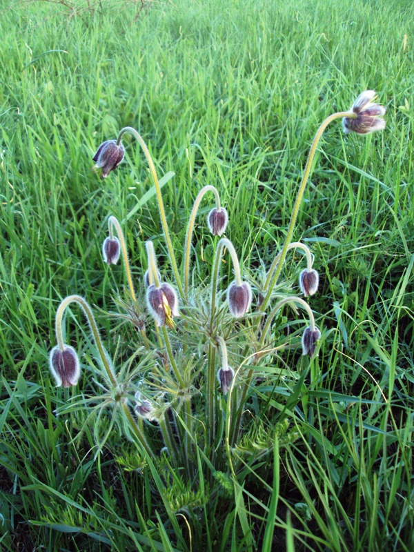 Image of Pulsatilla pratensis specimen.