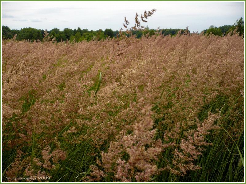 Image of Calamagrostis epigeios specimen.