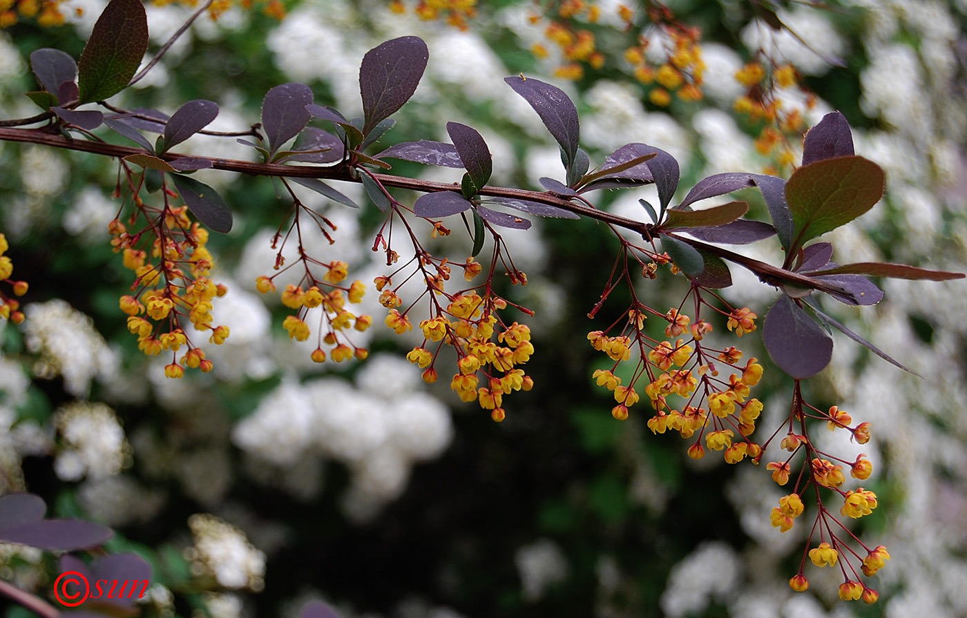 Image of Berberis vulgaris specimen.