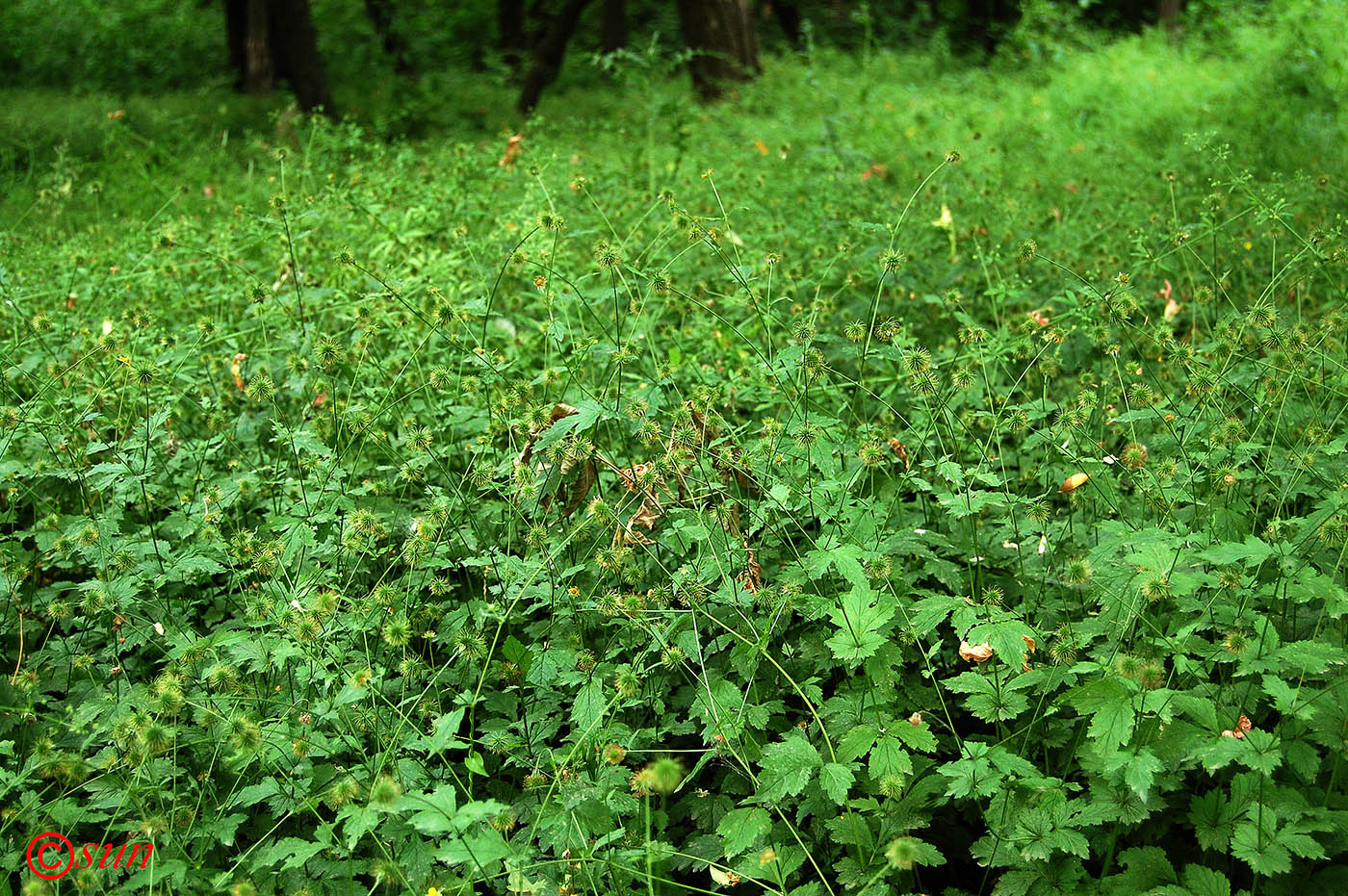 Image of Geum urbanum specimen.