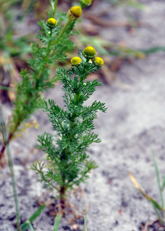 Image of Matricaria discoidea specimen.