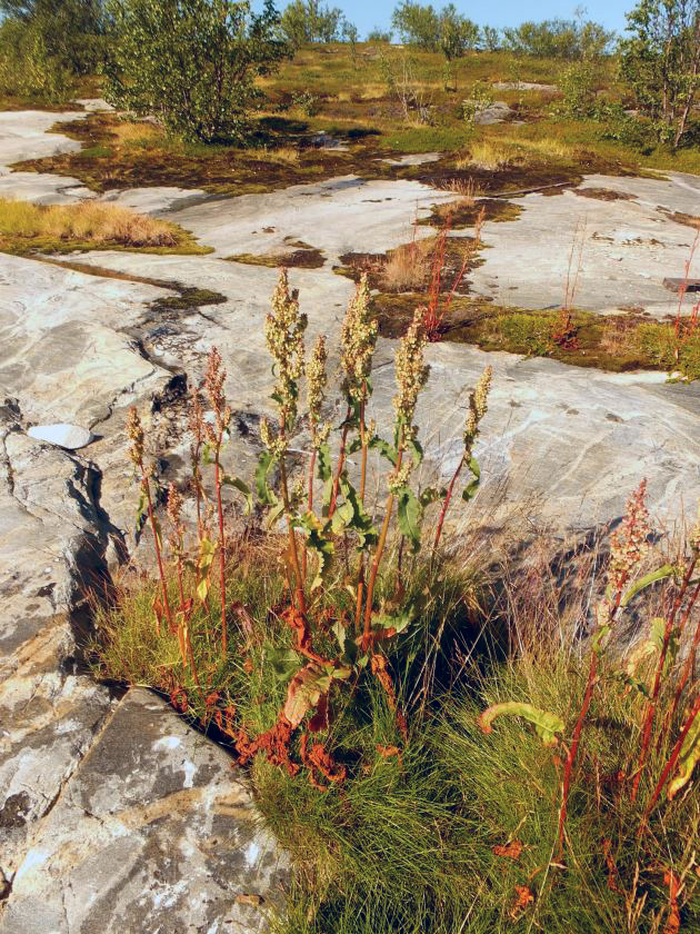 Image of Rumex longifolius specimen.