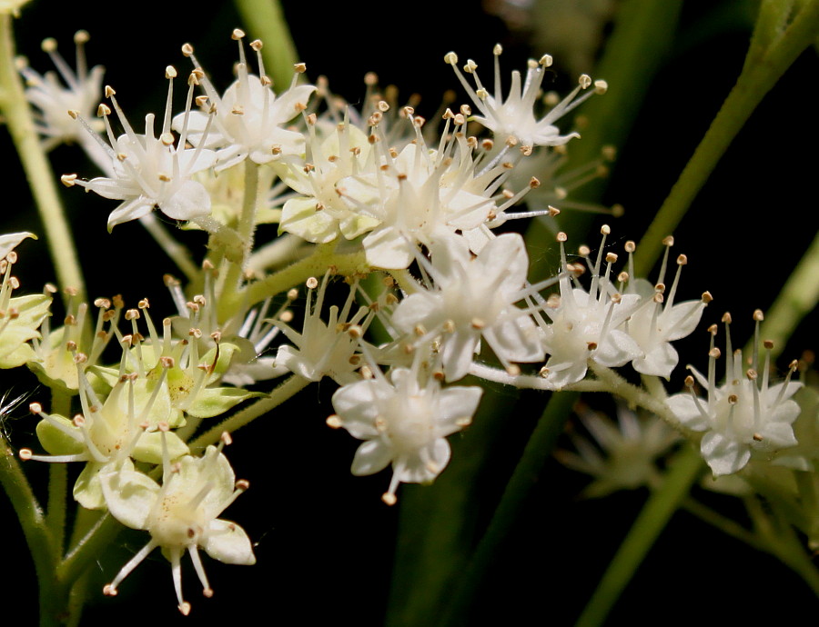 Image of Rodgersia aesculifolia specimen.