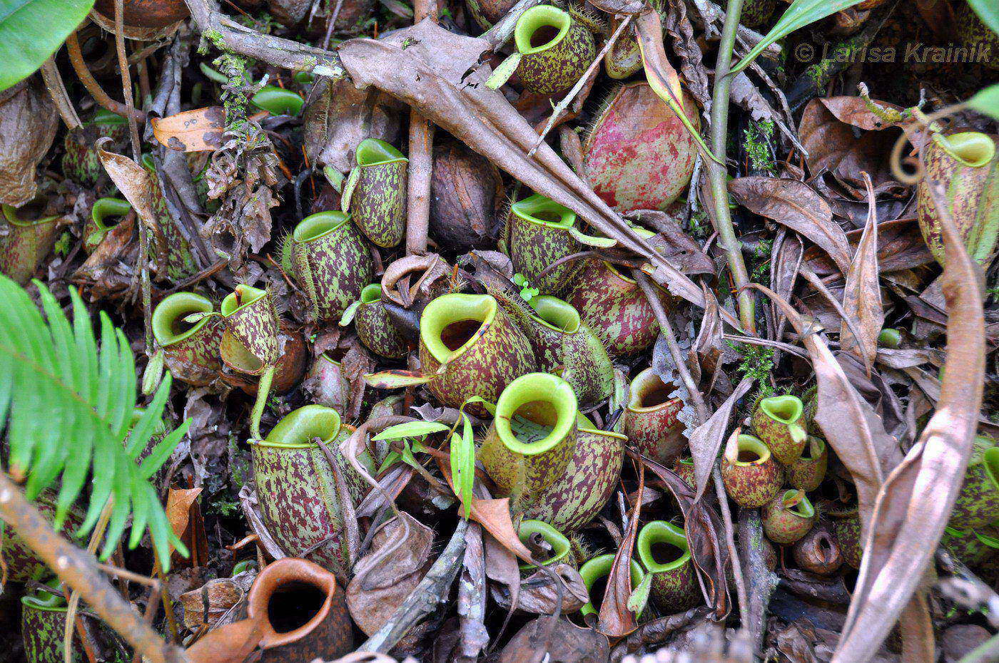 Image of Nepenthes ampullaria specimen.