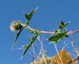 род Cirsium