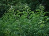 Amorpha fruticosa. Молодые побеги. Белгородская обл., пос. Борисовка, дендрарий заповедника. 28.06.2009.