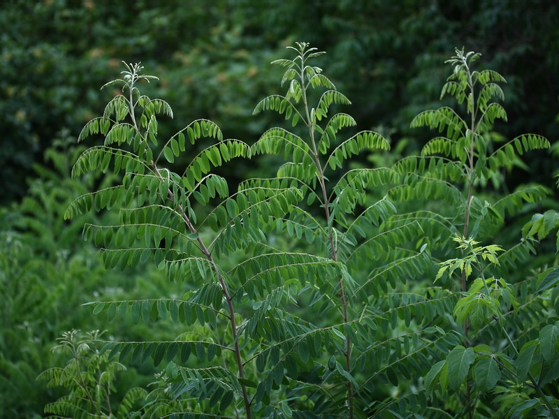 Изображение особи Amorpha fruticosa.