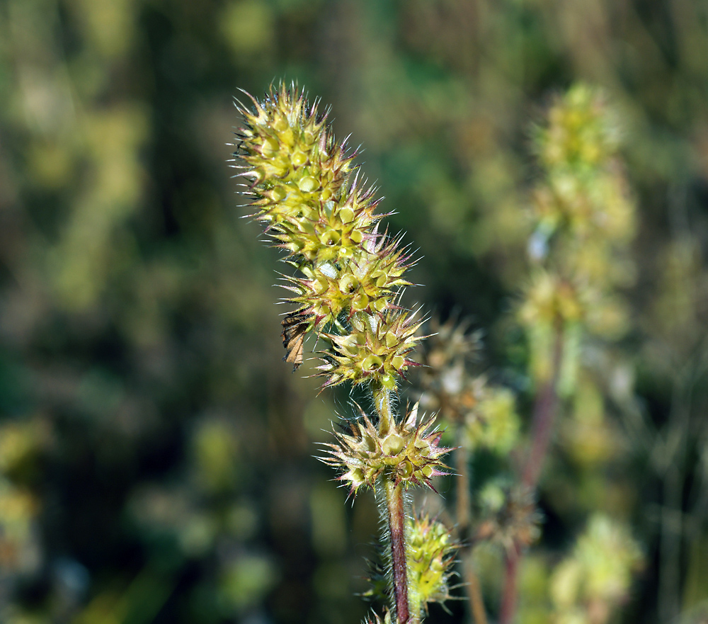 Изображение особи Galeopsis bifida.